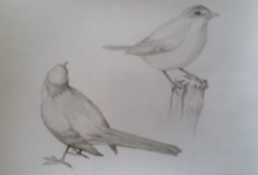 11-1990 oiseaux étude