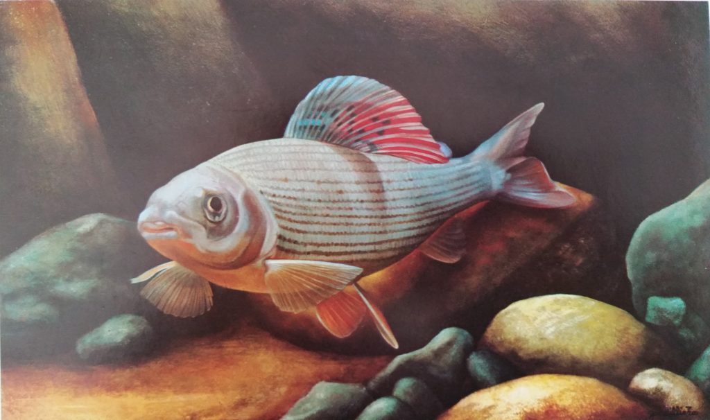 1981-7 l'ombre 10M 0,38-0,55 isorel