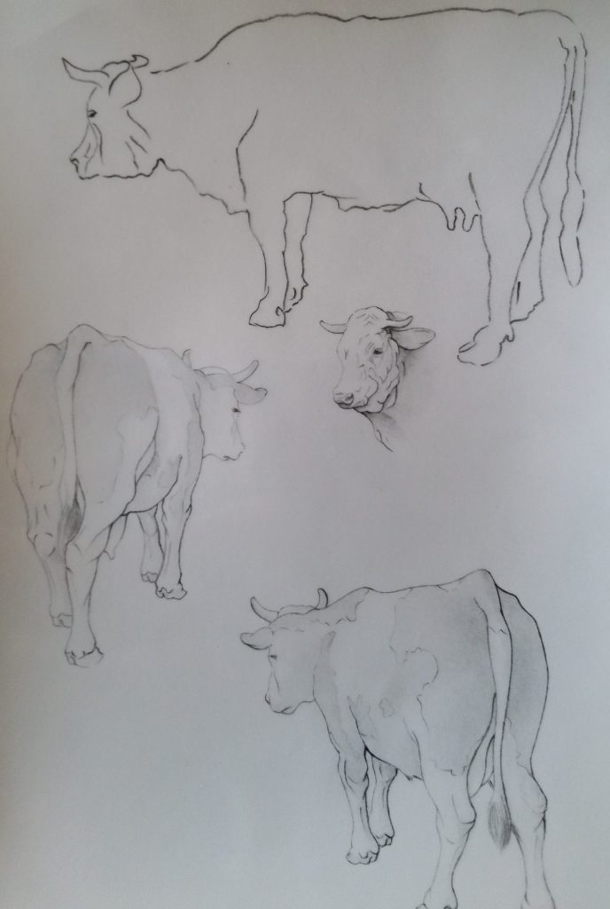 35-1991 vaches étude