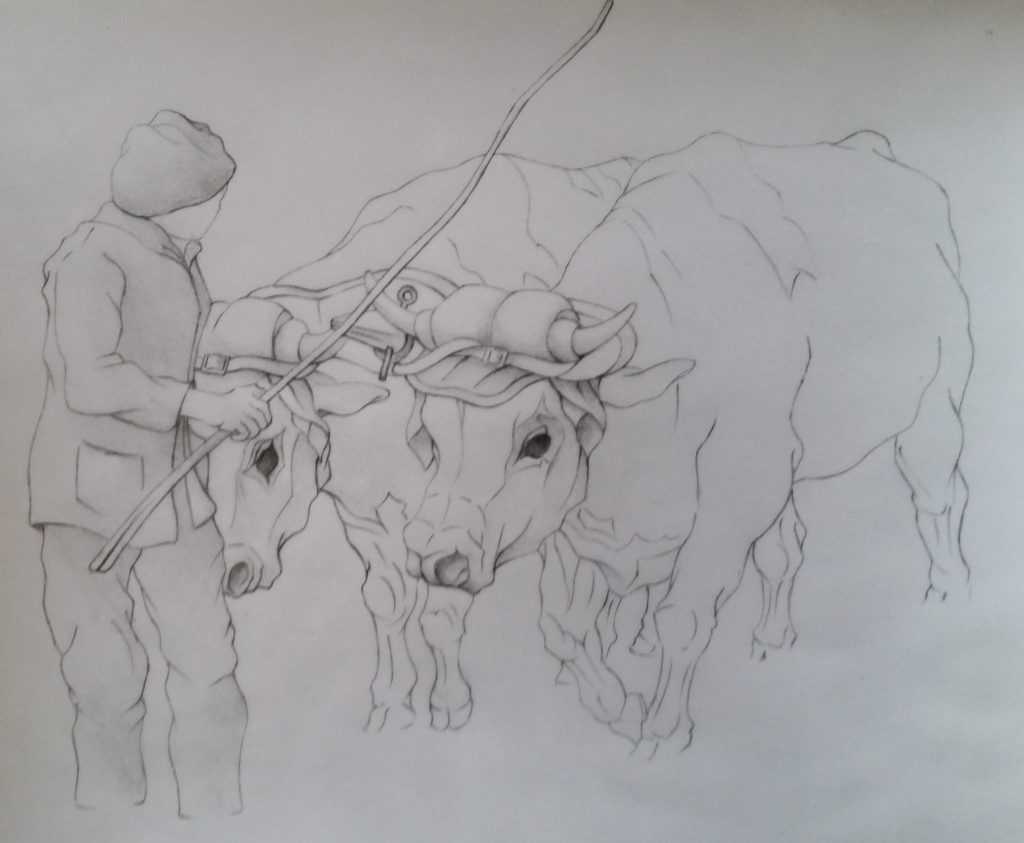 41-1988 les grumes étude