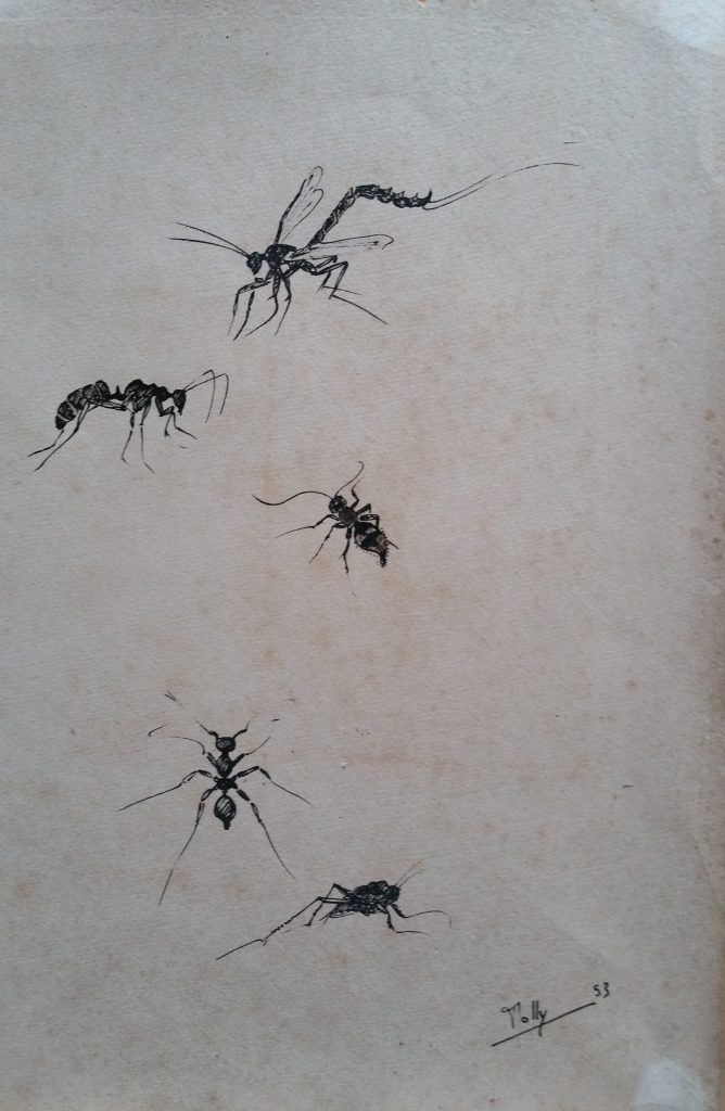 1953 insectes n°4 dessin,signé Rolly