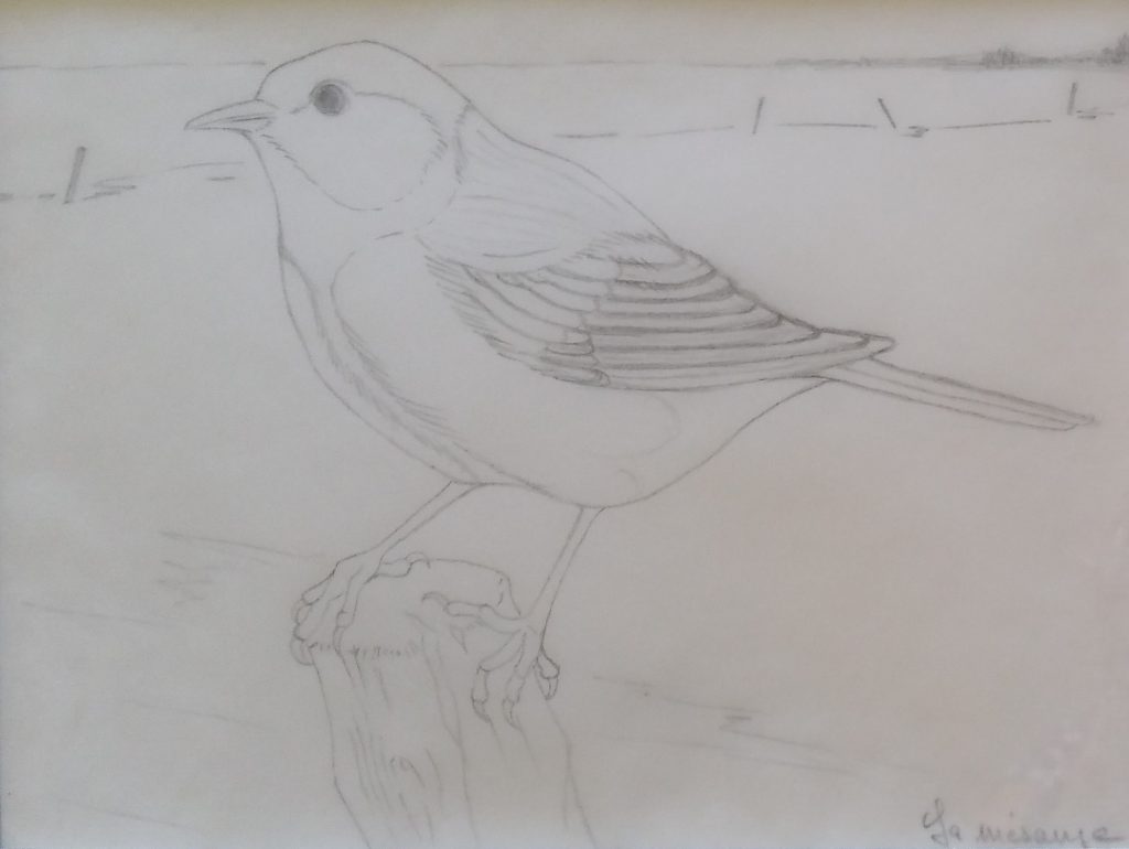 1988 la mésange 0,17-0,22 dessin calque