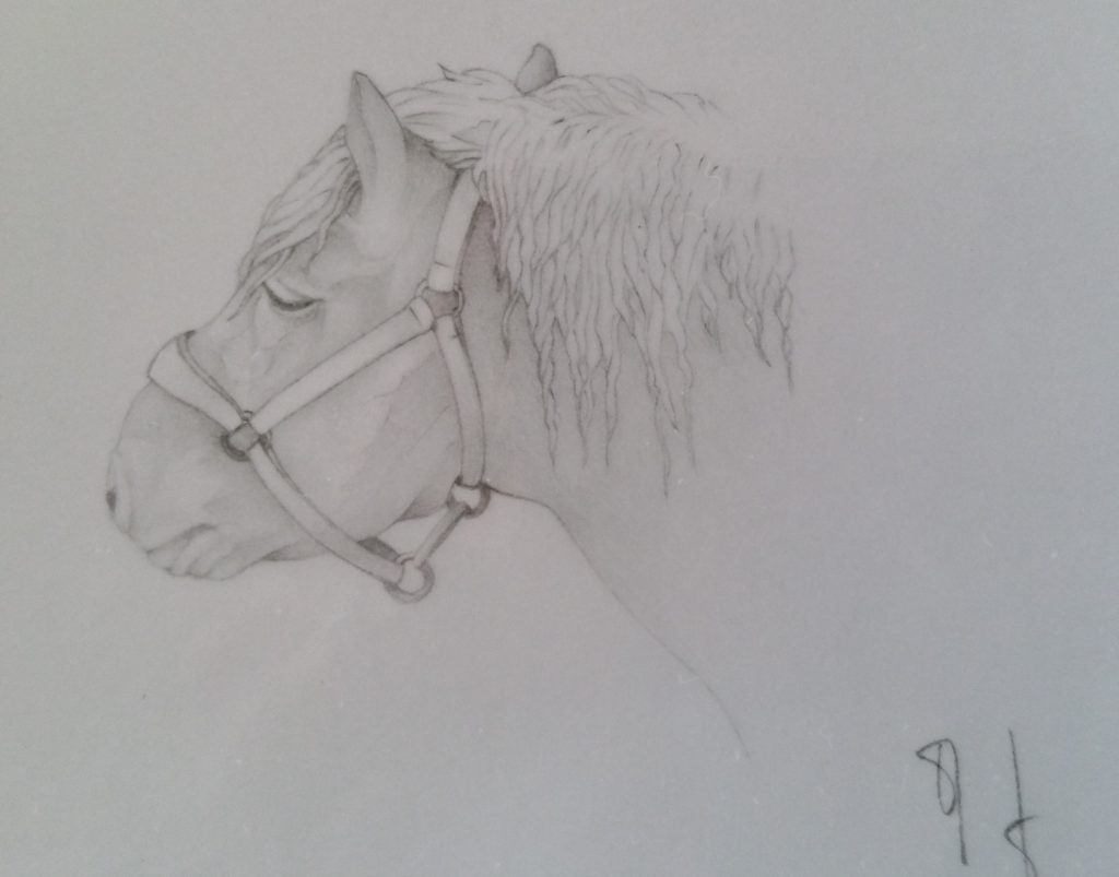 34-1990 cheval comtois étude