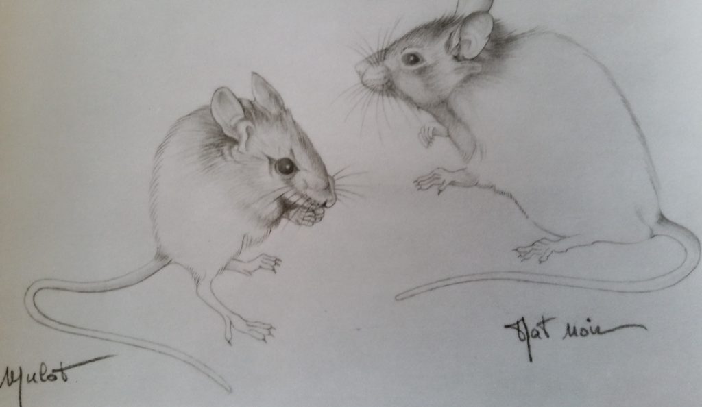 33-1994 mulot,rat noir étude