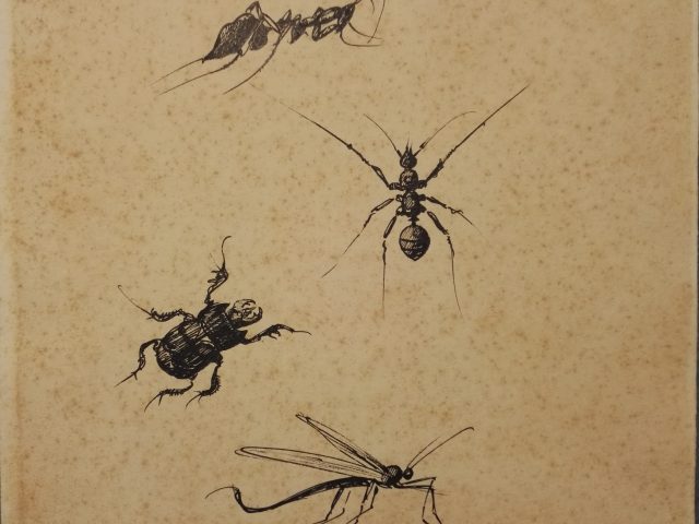 Insectes n°2