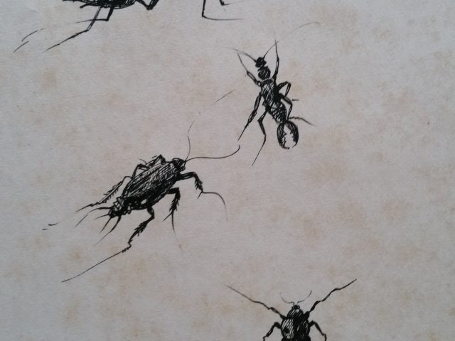 Insectes n°3