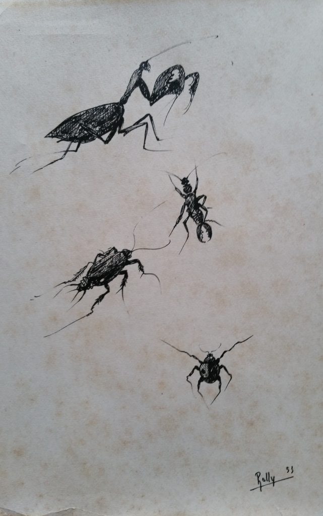 1953 insectes n°3 dessin,signé Rolly