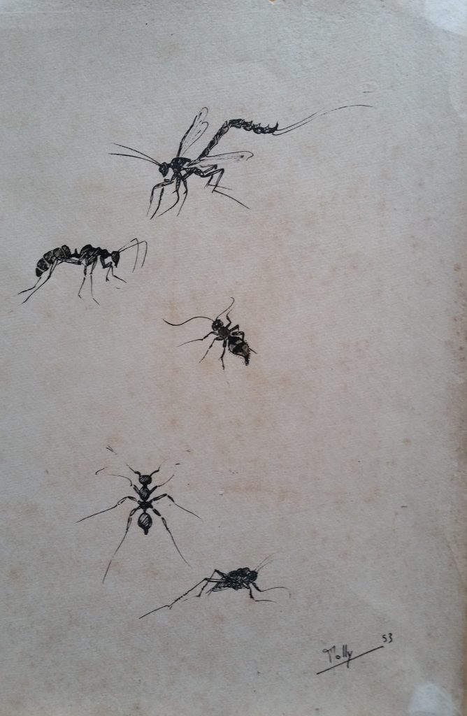 1953 insectes n°4 dessin,signé Rolly