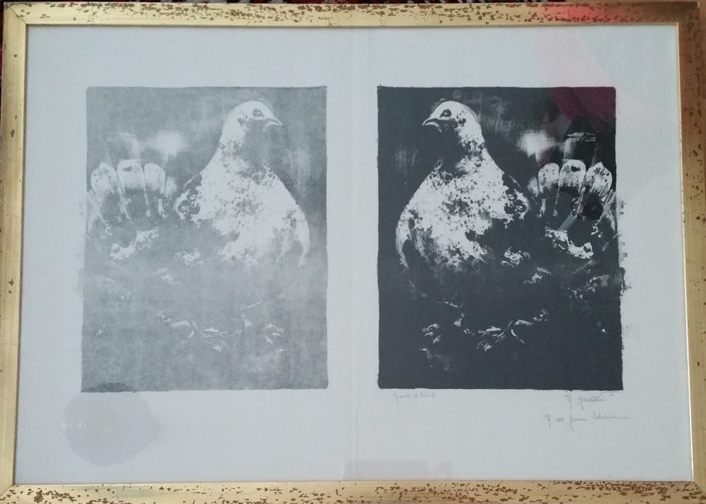 1963 le pigeon 0,30-0,22 lithographie,dédicacée