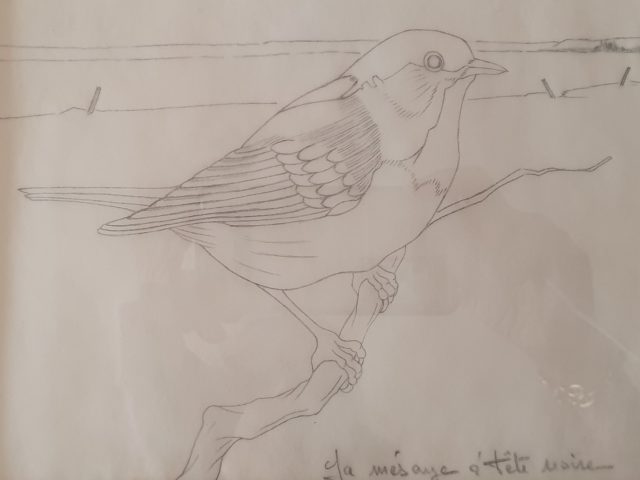 1990 La mésange à tête noire