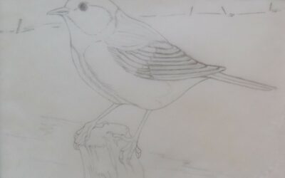1988 La mésange